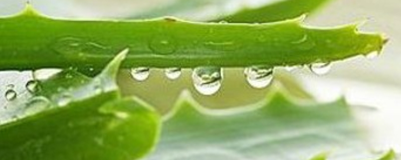蘆薈能直接做面膜嗎 蘆薈能直接做面膜嗎