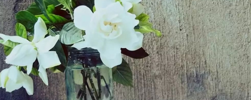 如何用酒精制作梔子花香水 如何用酒精制作梔子花香水