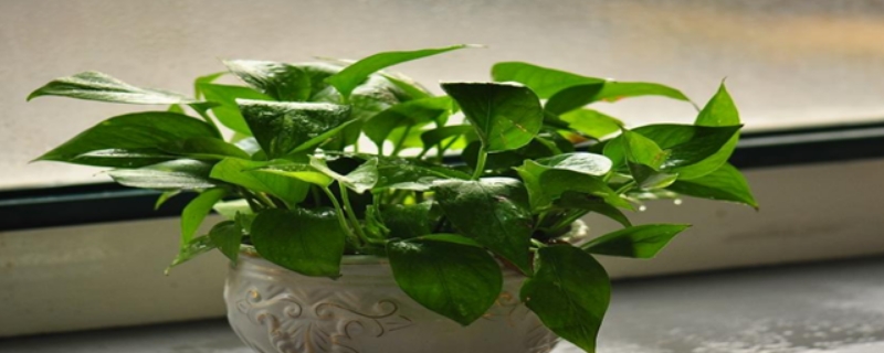 去甲醛擺什么植物比較好呢？