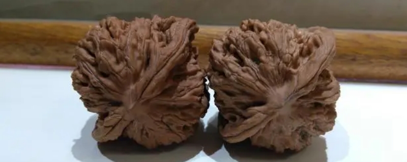 麥穗虎頭有什么特點(diǎn)優(yōu)缺點(diǎn) 麥穗虎頭有什么特點(diǎn)優(yōu)缺點(diǎn)