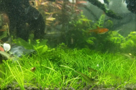 水草種子直接放水里會發(fā)芽嗎? 水草種子直接放水里會發(fā)芽嗎?