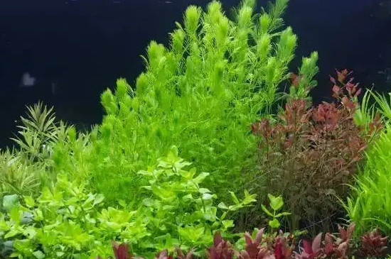 水草種子直接放水里會發(fā)芽嗎? 水草種子直接放水里會發(fā)芽嗎?