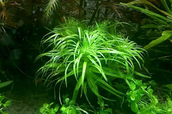 水草種子直接放水里會發(fā)芽嗎? 水草種子直接放水里會發(fā)芽嗎?