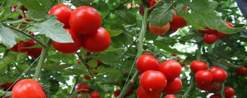 西紅柿移栽后怎樣管理 西紅柿移栽后怎樣管理