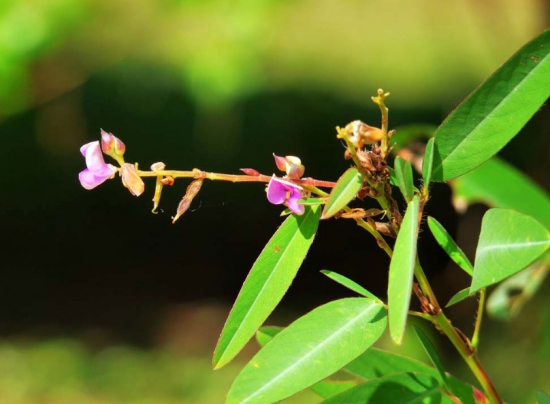 會“跳舞”的植物——跳舞草 會“跳舞”的植物——跳舞草