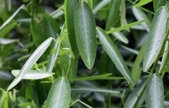 會“跳舞”的植物——跳舞草 會“跳舞”的植物——跳舞草