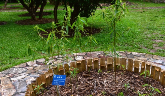會“跳舞”的植物——跳舞草 會“跳舞”的植物——跳舞草