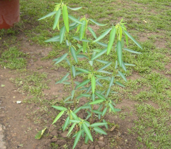 會“跳舞”的植物——跳舞草 會“跳舞”的植物——跳舞草