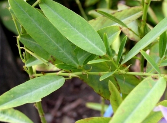 會“跳舞”的植物——跳舞草 會“跳舞”的植物——跳舞草