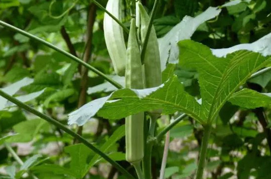 種植秋葵的方法與管理 種植秋葵的方法與管理