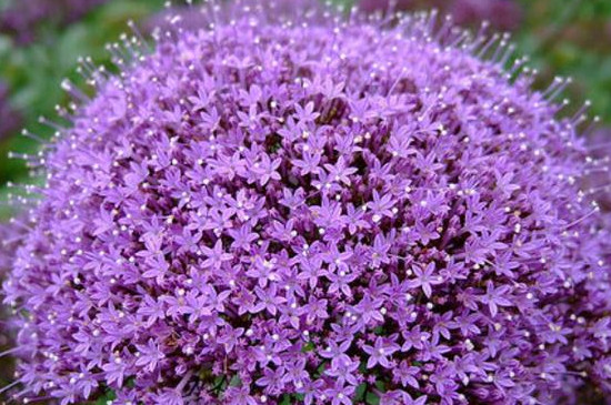 夕霧花的花語(yǔ) 夕霧花的花語(yǔ)