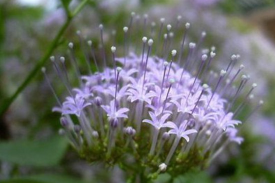 夕霧花的花語(yǔ) 夕霧花的花語(yǔ)