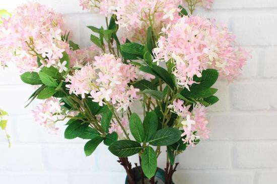 夕霧花的花語(yǔ) 夕霧花的花語(yǔ)