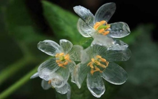 山荷葉花為什么會(huì)變透明？花瓣充滿水分，光線由反射變?yōu)檎凵渥兂赏该? title=