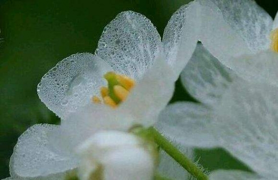 山荷葉花為什么會(huì)變透明？花瓣充滿水分，光線由反射變?yōu)檎凵渥兂赏该? title=