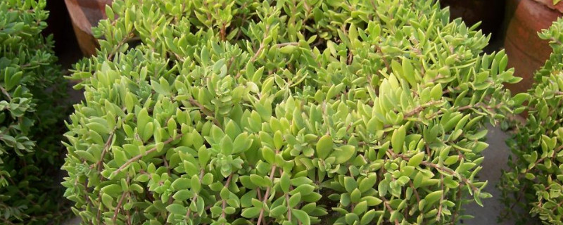 長在石頭縫里的植物 長在石頭縫里的植物