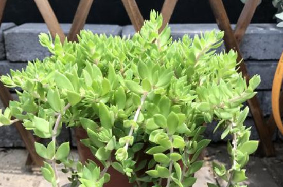 長在石頭縫里的植物 長在石頭縫里的植物