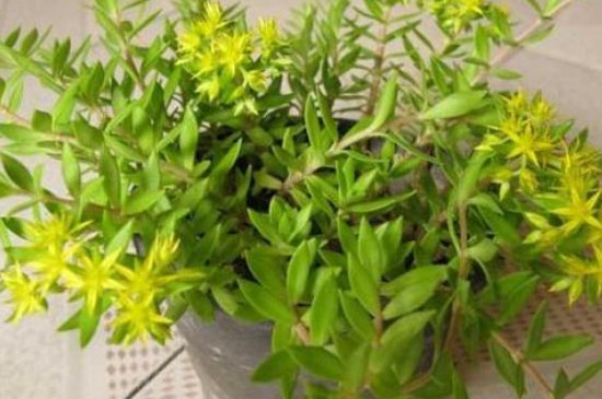 長在石頭縫里的植物 長在石頭縫里的植物