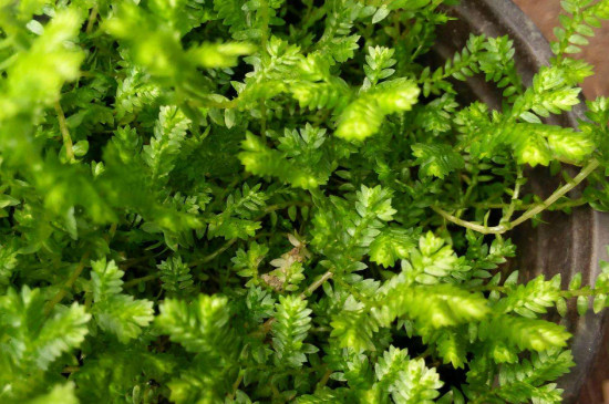 幸福草的養(yǎng)殖方法和注意事項 幸福草的養(yǎng)殖方法和注意事項