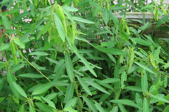 跳舞草是植物嗎 跳舞草是植物嗎