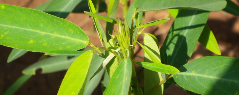 跳舞草是植物嗎 跳舞草是植物嗎