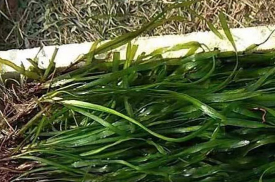 皺面苦草的藥用價(jià)值 皺面苦草的藥用價(jià)值