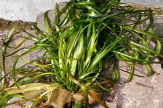 皺面苦草的藥用價(jià)值 皺面苦草的藥用價(jià)值