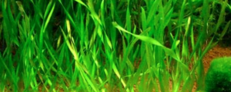 皺面苦草的藥用價(jià)值 皺面苦草的藥用價(jià)值
