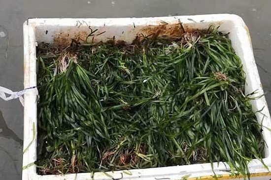 皺面苦草的藥用價(jià)值 皺面苦草的藥用價(jià)值