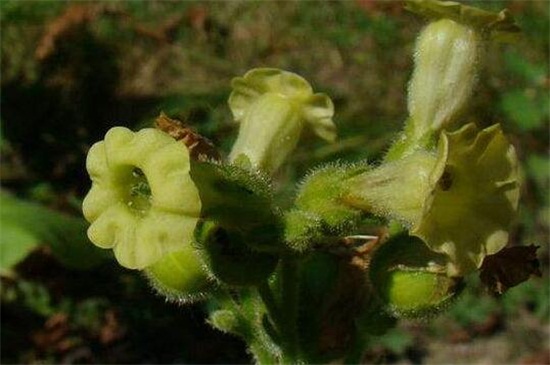 花煙草的常見品種，盤點(diǎn)常見的六大不同品種