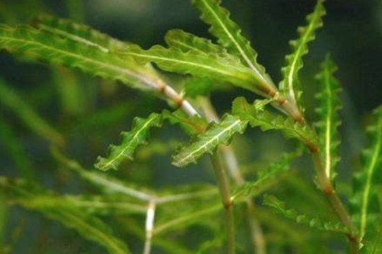 苦草是多年生植物嗎 苦草是多年生植物嗎