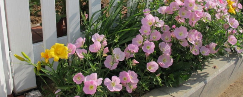 月見(jiàn)草的花語(yǔ) 月見(jiàn)草的花語(yǔ)
