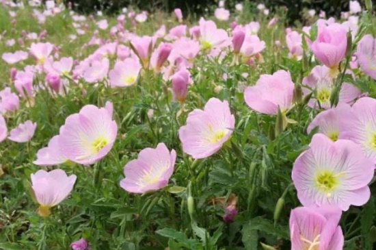 月見(jiàn)草的花語(yǔ) 月見(jiàn)草的花語(yǔ)