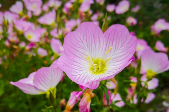 月見(jiàn)草的花語(yǔ) 月見(jiàn)草的花語(yǔ)