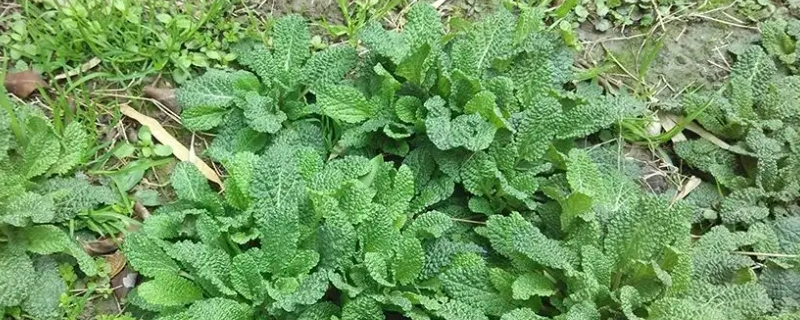 荔枝草和癩蛤蟆草是一種嗎 荔枝草和癩蛤蟆草是一種嗎