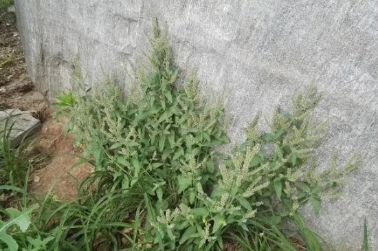 荔枝草和癩蛤蟆草是一種嗎 荔枝草和癩蛤蟆草是一種嗎