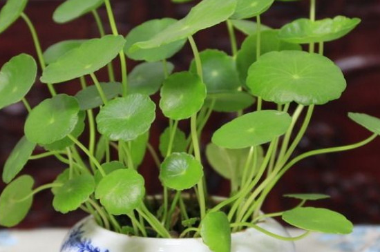 銅錢草的寓意和花語 銅錢草的寓意和花語