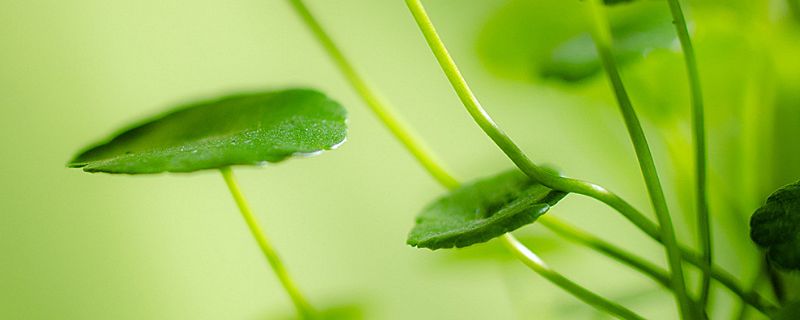 銅錢草的寓意和花語 銅錢草的寓意和花語