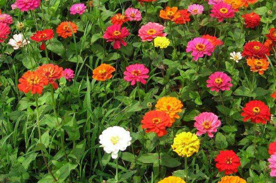 百日菊種植時間和方法 百日菊種植時間和方法