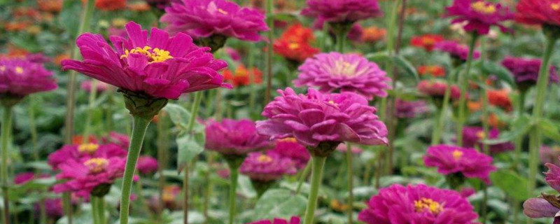 百日菊種植時間和方法 百日菊種植時間和方法