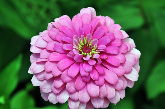 百日菊種植時間和方法 百日菊種植時間和方法