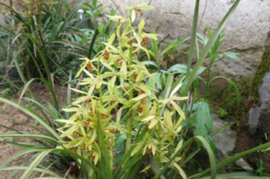 蘭草的移栽養(yǎng)殖方法 蘭草的移栽養(yǎng)殖方法