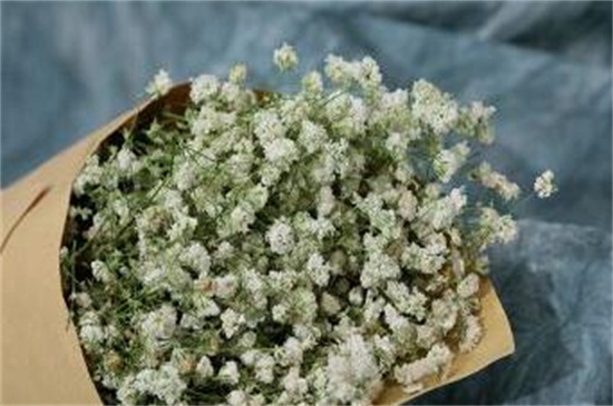 白色勿忘我的花語 白色勿忘我的花語