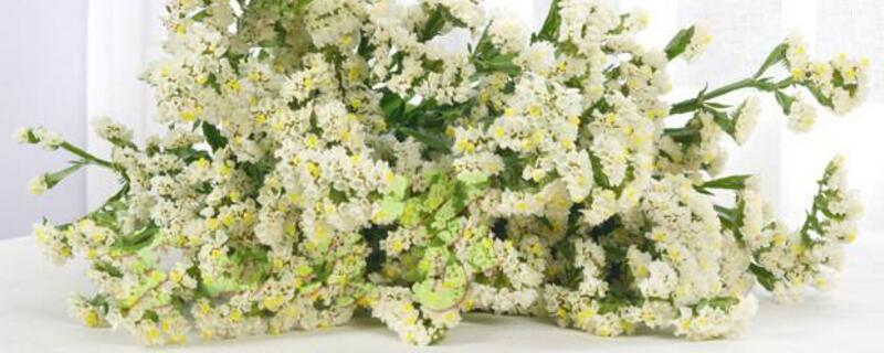 白色勿忘我的花語 白色勿忘我的花語