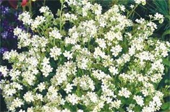 白色勿忘我的花語 白色勿忘我的花語
