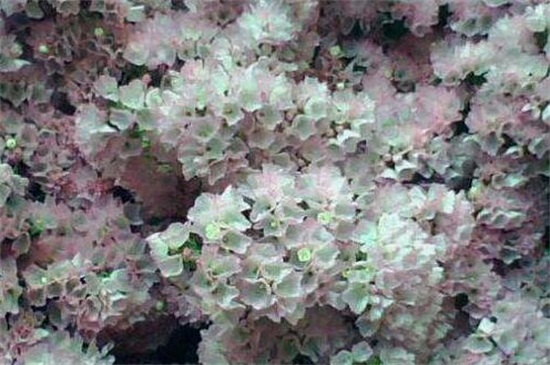 白色勿忘我的花語 白色勿忘我的花語