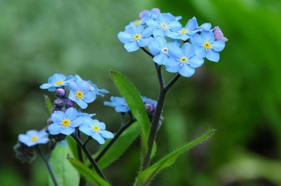 勿忘我花怎么養(yǎng) 勿忘我花怎么養(yǎng)