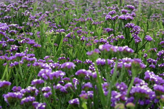勿忘我花怎么養(yǎng) 勿忘我花怎么養(yǎng)