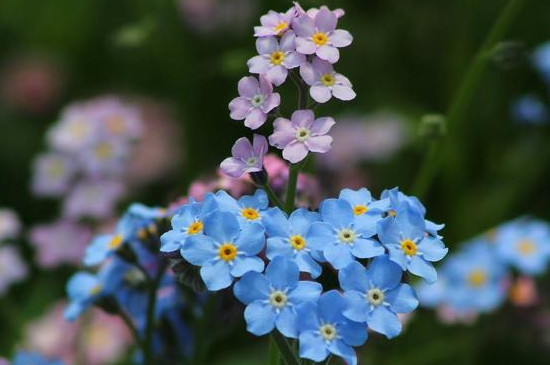 勿忘我花怎么養(yǎng) 勿忘我花怎么養(yǎng)