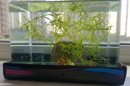 竹節(jié)草水草的養(yǎng)殖方法 竹節(jié)草水草的養(yǎng)殖方法
